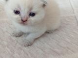 Mavi boncuklar yeni yuvasını arıyor