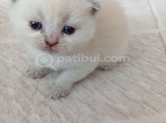 Mavi boncuklar yeni yuvasını arıyor