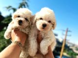 Maltese Bebeklerim