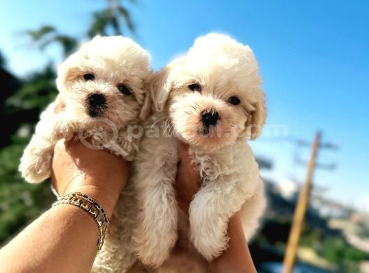 Maltese Bebeklerim görsel