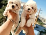 Maltese bebeklerim