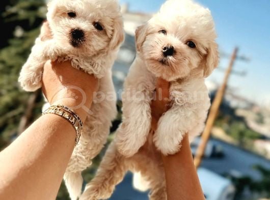 Maltese bebeklerim