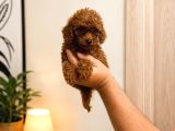 Toy Poodle Red Yavru Erkek Dişi Teacup Mikro Aşılı