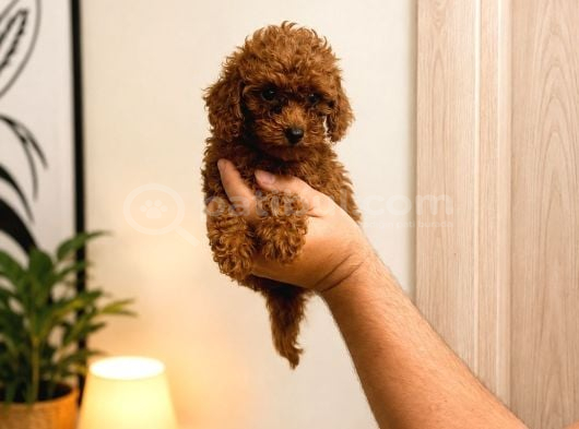Toy Poodle Red Yavru Erkek Dişi Teacup Mikro Aşılı görsel