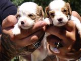 Enerji Dolu Jack Russell Yavruları