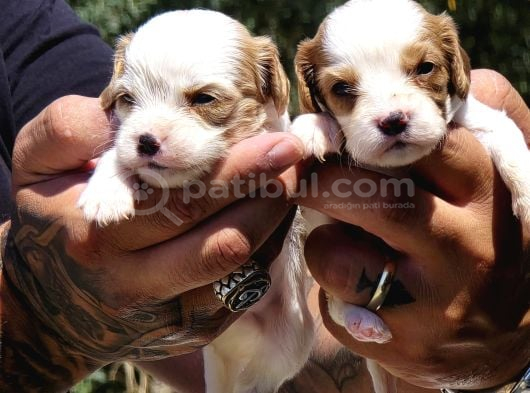 Enerji Dolu Jack Russell Yavruları görsel