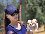 Enerji Dolu Jack Russell Yavruları