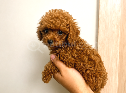 Orjinal Toy Poodle Erkek Dişi Red Yavru Şecereli Anne Baba