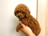 Red Toy Poodle Yavrular Şecereli Anne Baba Güvenli Teslimat