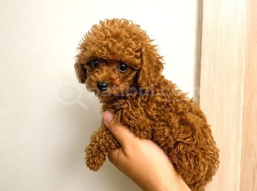 Red Toy Poodle Yavrular Şecereli Anne Baba Güvenli Teslimat