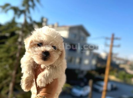 Maltese Bebeklerim görsel