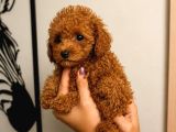 Toy Poodle Red Yavru Erkek Dişi Teacup Mikro Aşılı