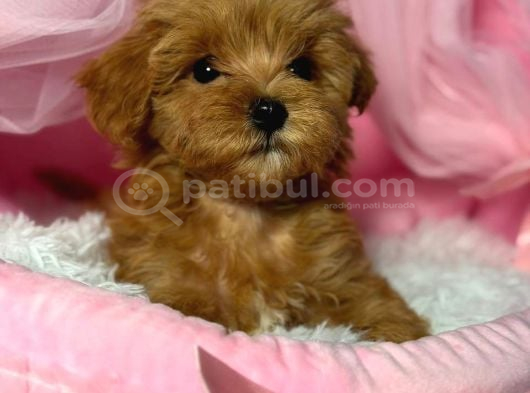 Red Toy Poodle Sevi̇mli̇ Yavrular görsel