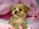 Red Toy Poodle Sevi̇mli̇ Yavrular