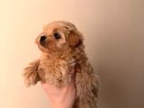 Kahve Tonlu Malti̇poo Ci̇nsi̇ Yavrular