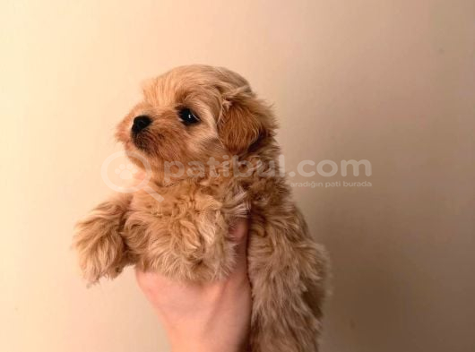 Malti̇poo Ci̇nsi̇ Yavrular Ev Üreti̇mi̇ görsel