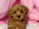 Kipkirmizi Red Toy Poodle Sevi̇mli̇ Yavrular