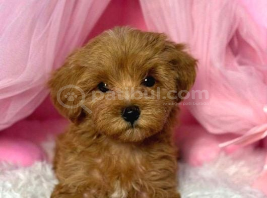 Kipkirmizi Red Toy Poodle Sevi̇mli̇ Yavrular görsel