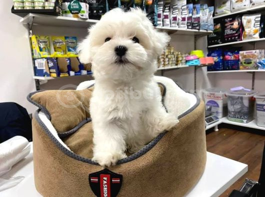 Maltese Terri̇er Ci̇nsi̇ Yavrular görsel