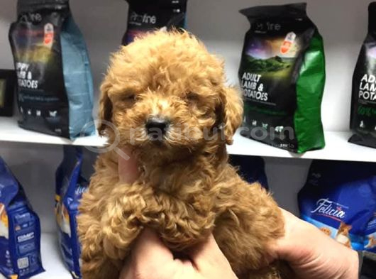 KIPKIRMIZI RED TOY POODLE SEVİMLİ YAVRULAR