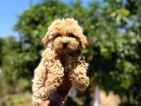 Minnacık 0 boy maltipoo bebeklerimiz