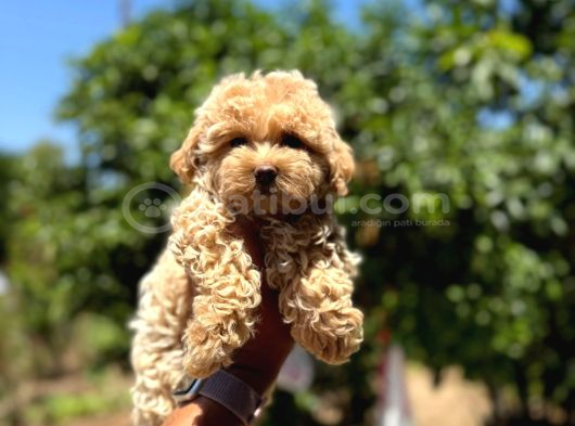 Minnacık 0 boy maltipoo bebeklerimiz