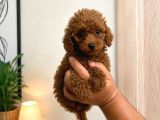 Toy Poodle Red Yavru Erkek Dişi Teacup Mikro Aşılı