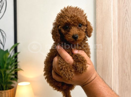 Toy Poodle Red Yavru Erkek Dişi Teacup Mikro Aşılı görsel