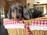 Eşsiz Renk Geçişleriyle Minyatür Dachund Yavrular