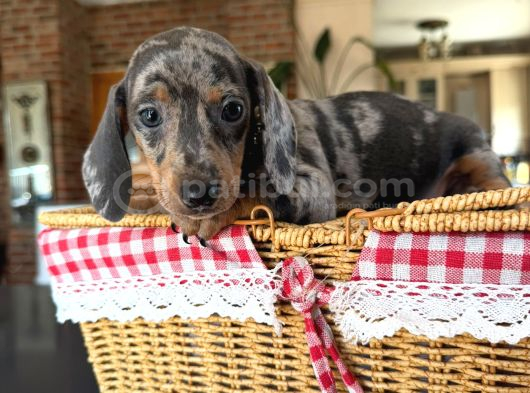 Eşsiz Renk Geçişleriyle Minyatür Dachund Yavrular görsel