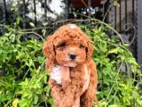 Teacup Korea Maltipoo Bebeklerimiz Irk Ve Sağlık Garantiii
