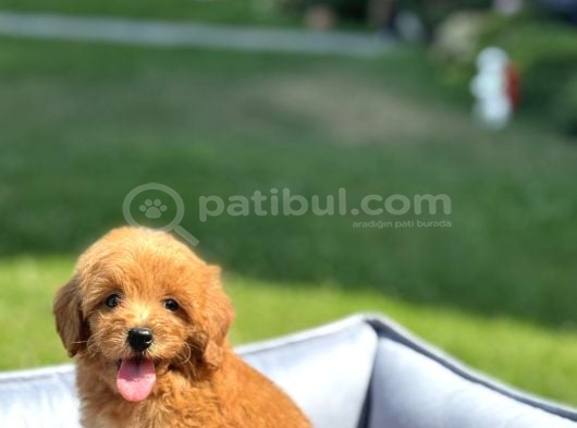 Bebek Yüzlü Orji̇nal Mi̇ni̇ Malti̇poo Bebekler görsel