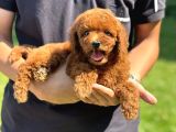 Red Brown Kore Aşili Poodle Bebekler