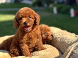 RED BROWN KORE AŞILI POODLE BEBEKLER