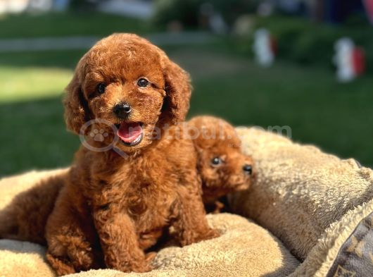 RED BROWN KORE AŞILI POODLE BEBEKLER