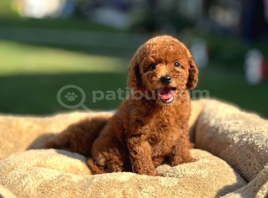 Red Brown Kore Aşili Poodle Bebekler görsel