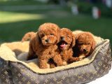 Red Brown Kore Aşili Poodle Bebekler