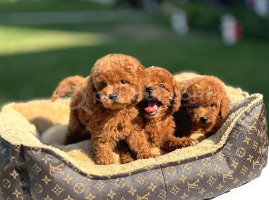 Red Brown Kore Aşili Poodle Bebekler görsel