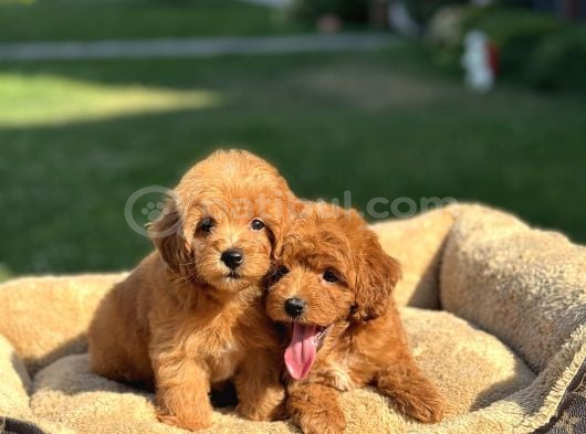 Bebek Yüzlü Orji̇nal Mi̇ni̇ Malti̇poo Bebekler görsel