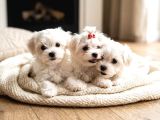 Core Teacup Maltese Bebekler