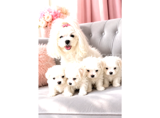 Core Teacup Maltese Bebekler görsel