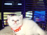 British Shorthair Safkan Yavrular
