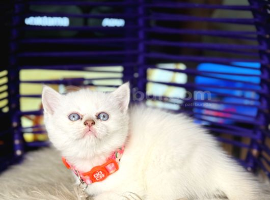British Shorthair Safkan Yavrular görsel