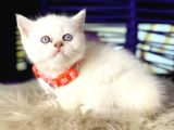 British Shorthair Safkan Yavrular