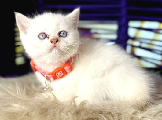 British Shorthair Safkan Yavrular görsel
