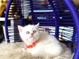British Shorthair Safkan Yavrular