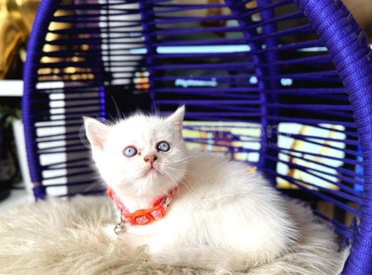 British Shorthair Safkan Yavrular görsel