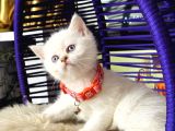 British Shorthair Safkan Yavrular