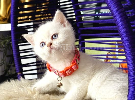 British Shorthair Safkan Yavrular görsel