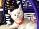 British Shorthair Safkan Yavrular